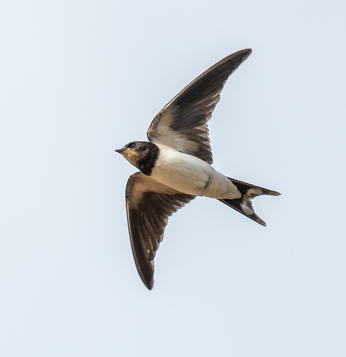 Ластівка сільська - ML646385547