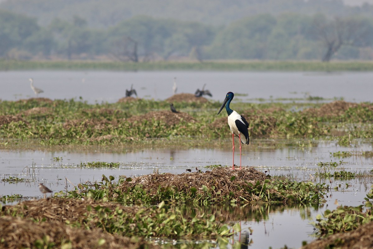 Black-necked Stork - ML646385548