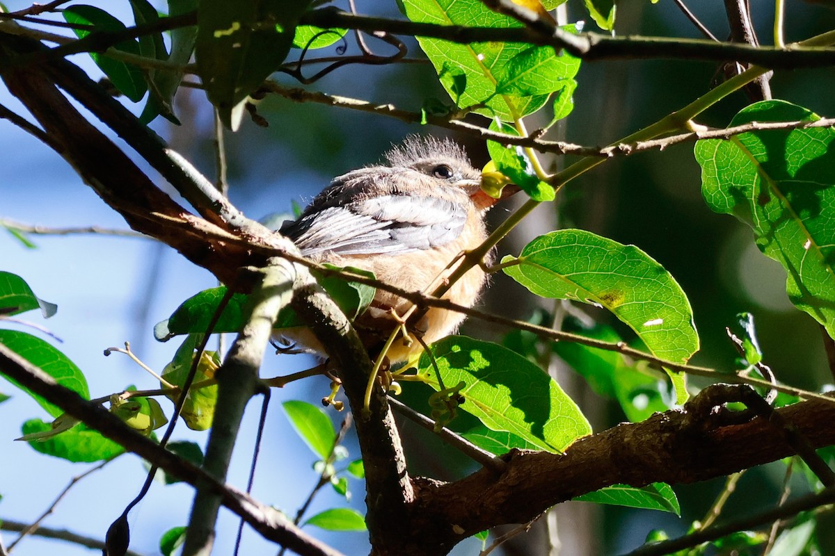 svartmaskemonark - ML646385549