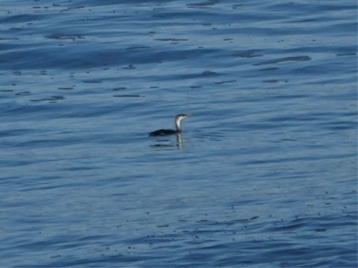 紅喉潛鳥 - ML646385550