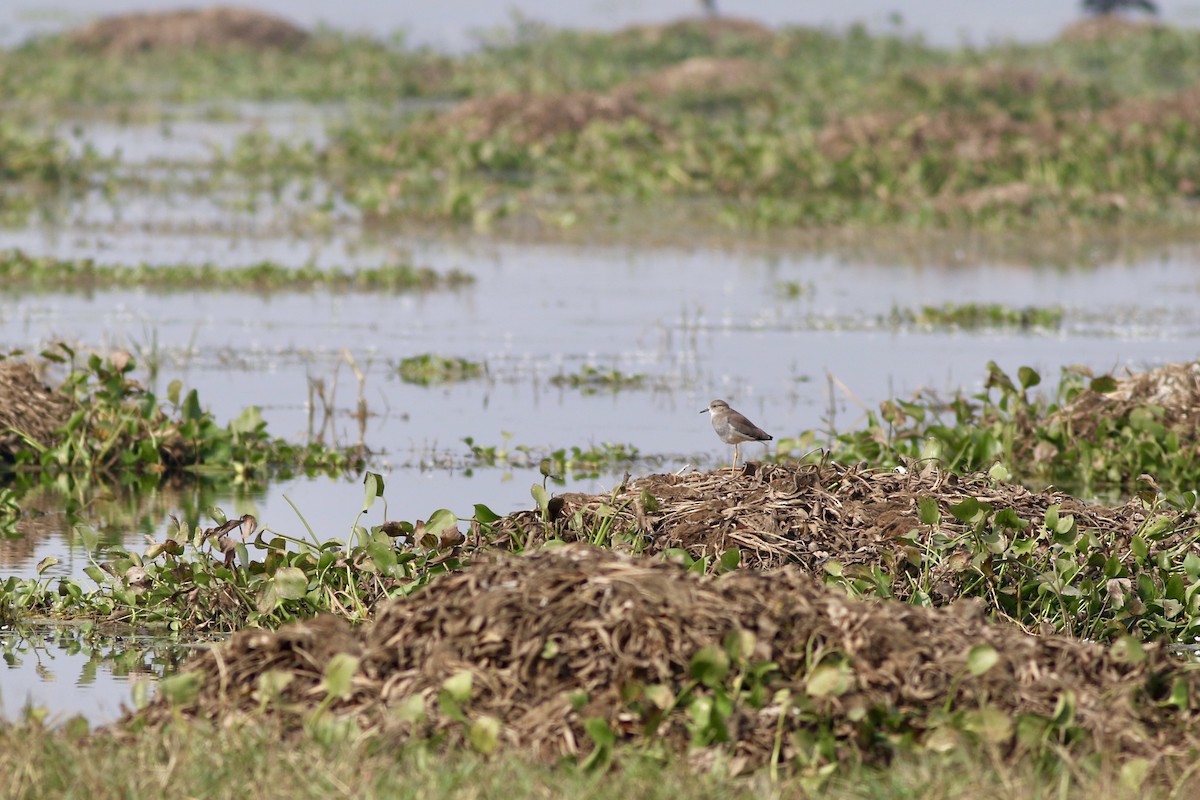 White-tailed Lapwing - ML646385551