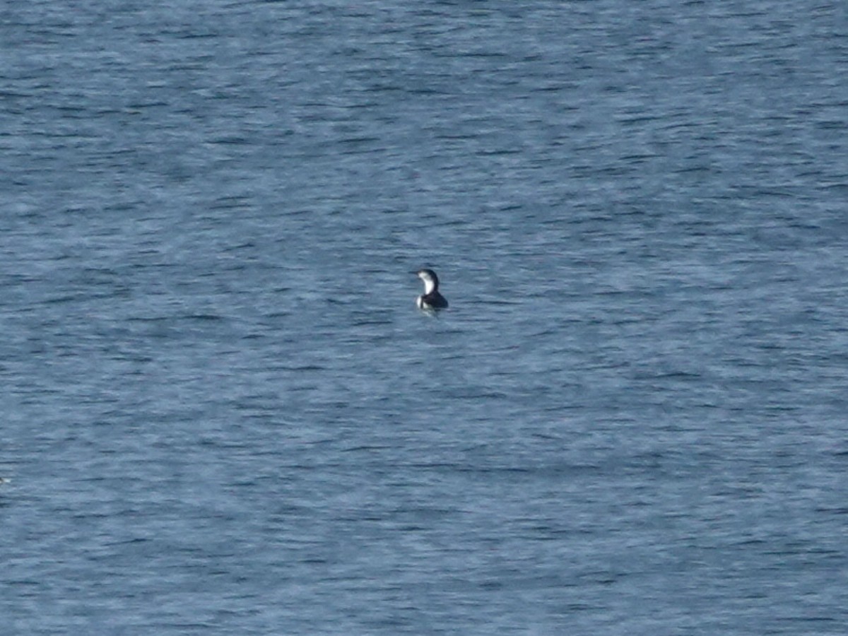 Pacific Loon - ML646385552