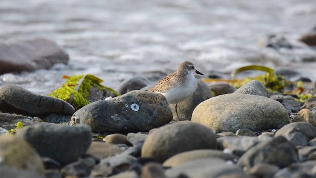 Perdeli Kumkuşu - ML646385553