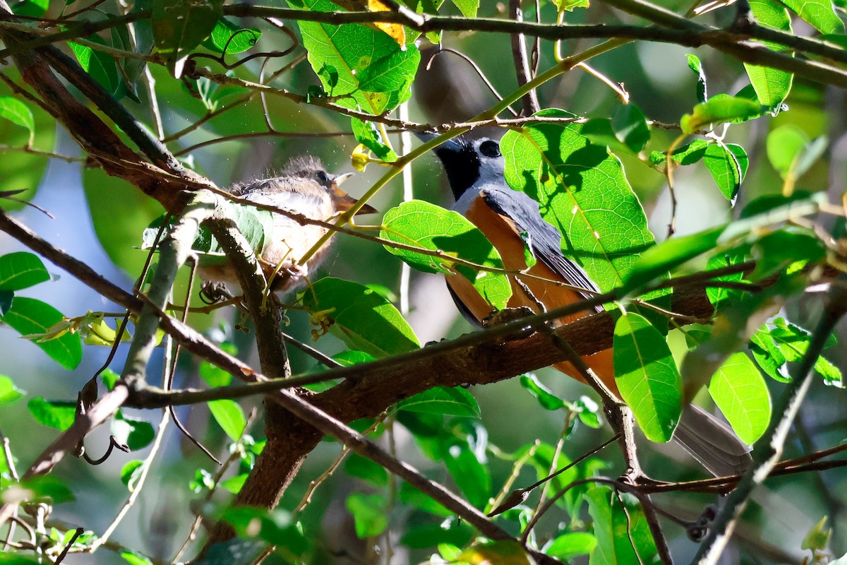 svartmaskemonark - ML646385554