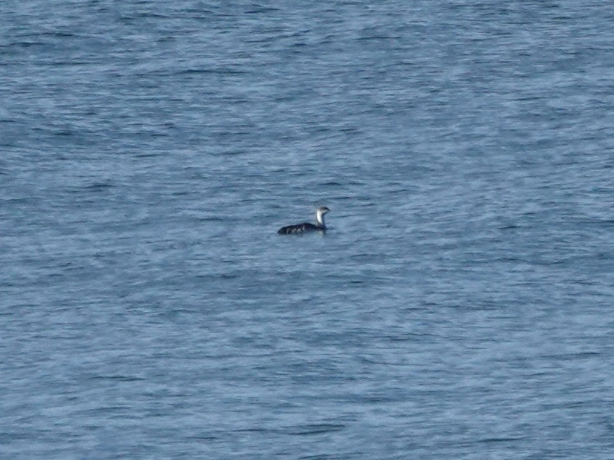 紅喉潛鳥 - ML646385555