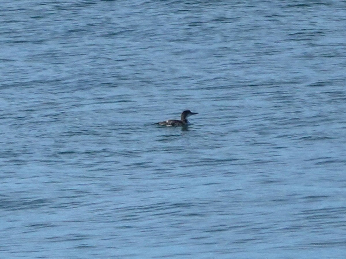 Buz Dalgıcı - ML646385557