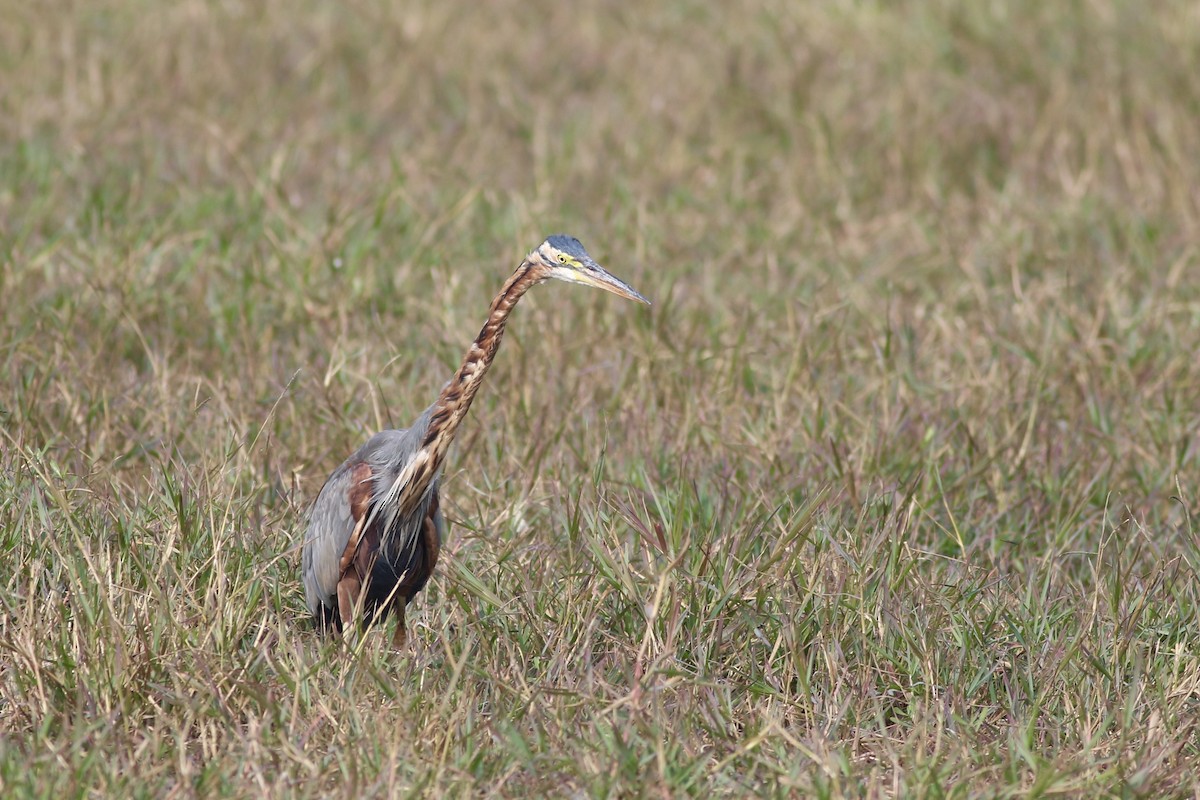 Purple Heron - ML646385558