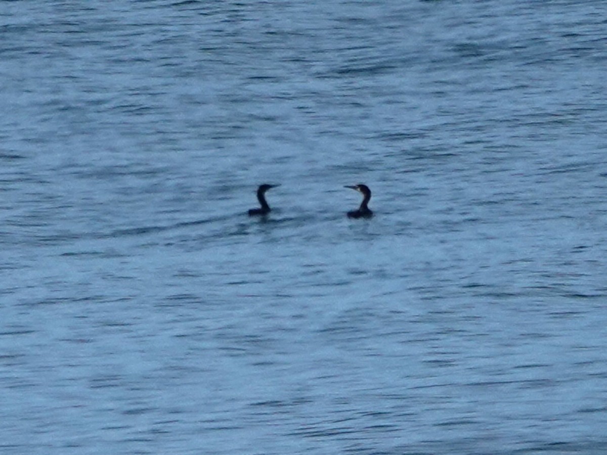 Brandt's Cormorant - ML646385559