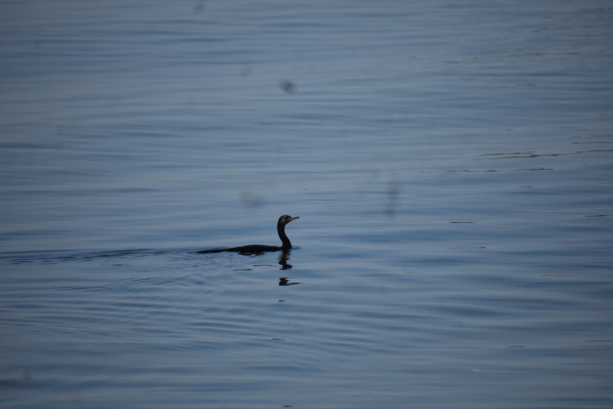 Indian Cormorant - ML646385566