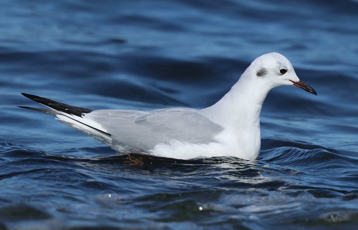 Bonaparte's Gull - ML646385567
