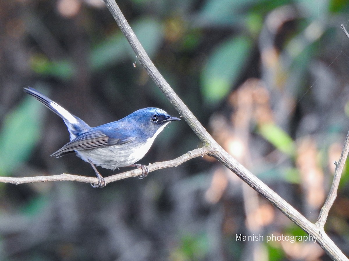 Slaty-blue Flycatcher - ML646385568
