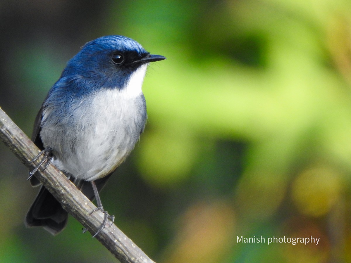 Slaty-blue Flycatcher - ML646385569