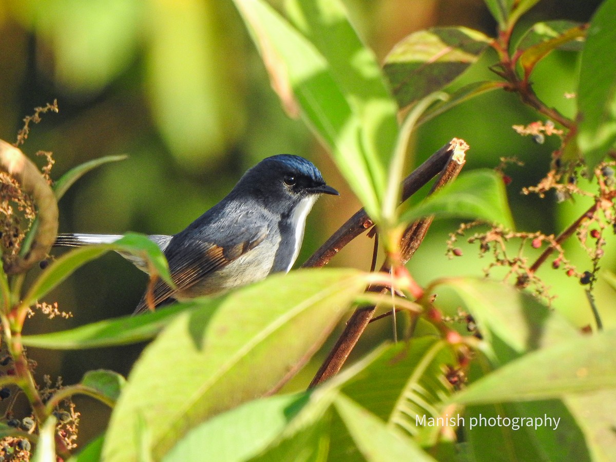 Slaty-blue Flycatcher - ML646385570