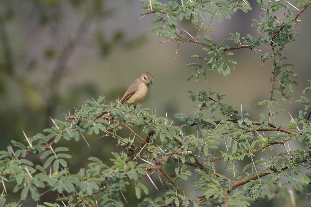 Plain Prinia - ML646385571