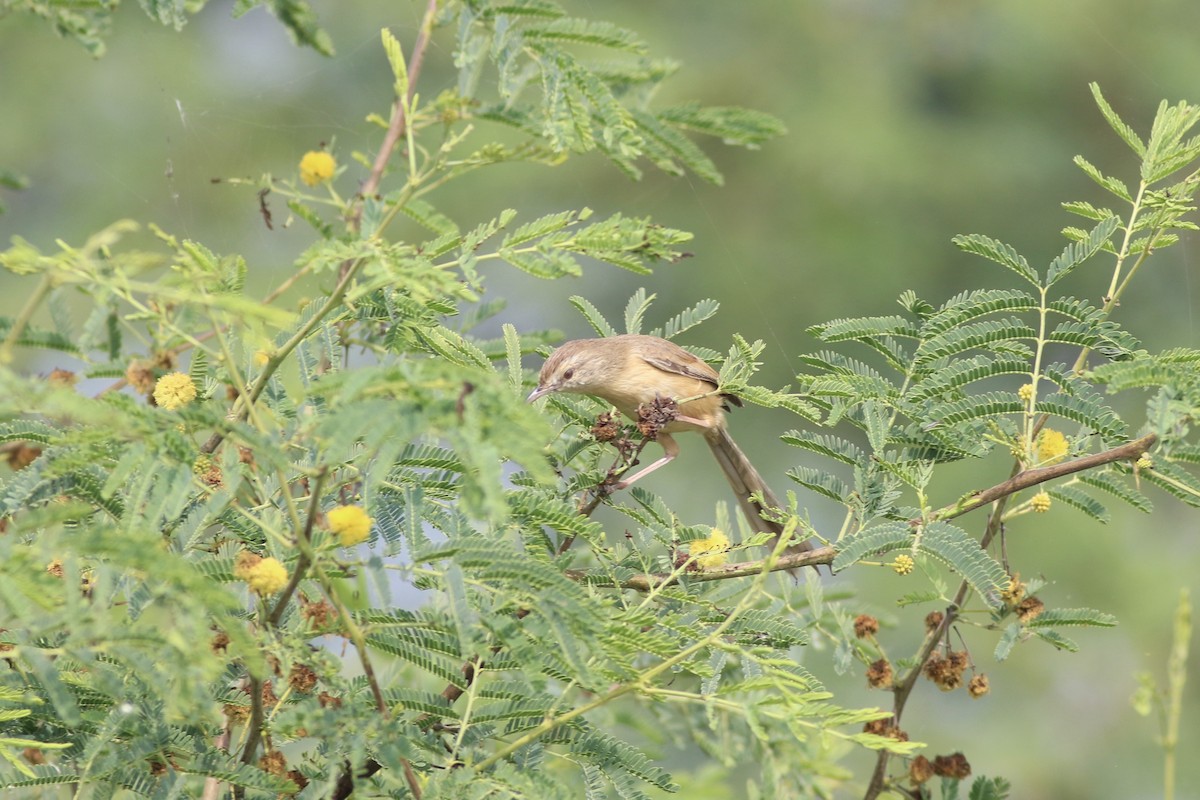 Plain Prinia - ML646385572