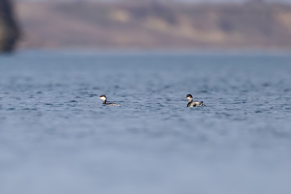 Txilinporta urrebelarria - ML646385573