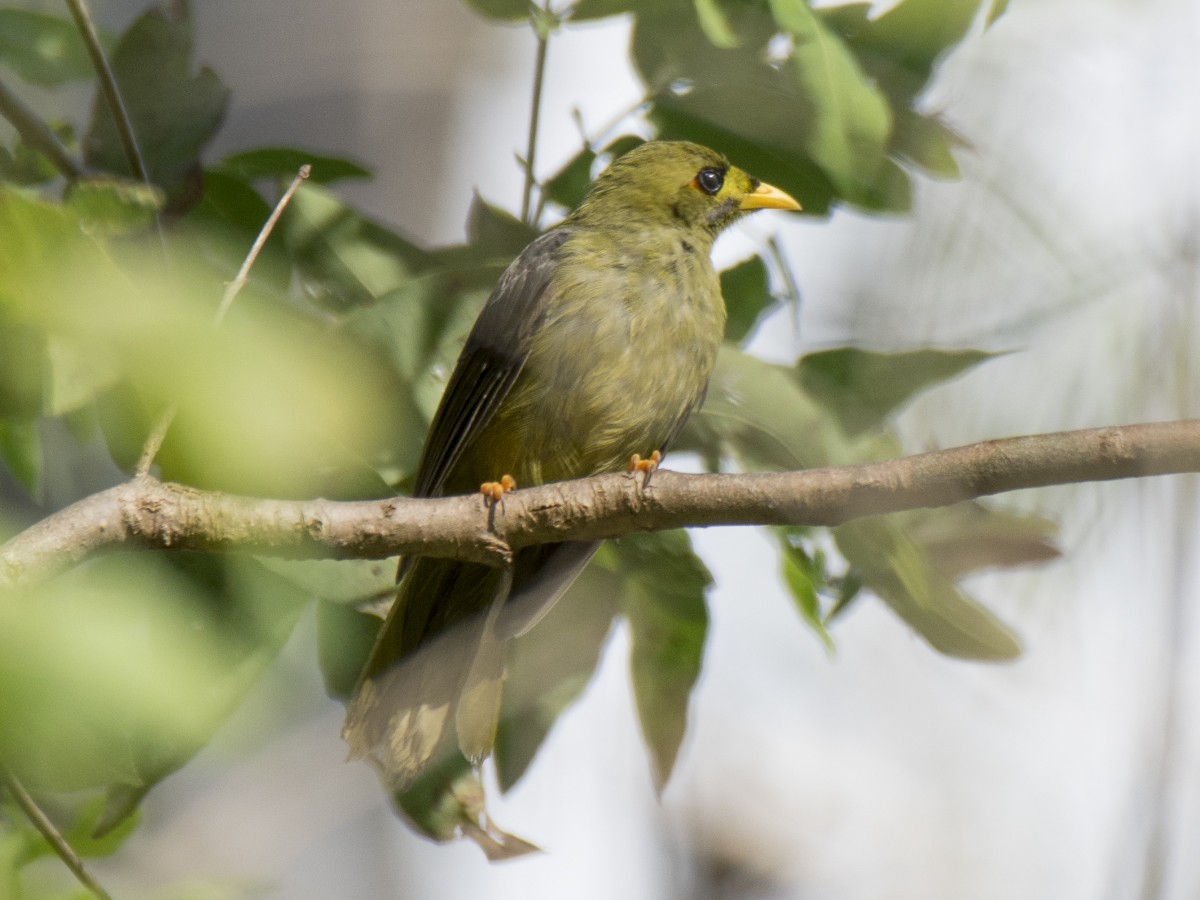 Манорина зелена - ML646385574