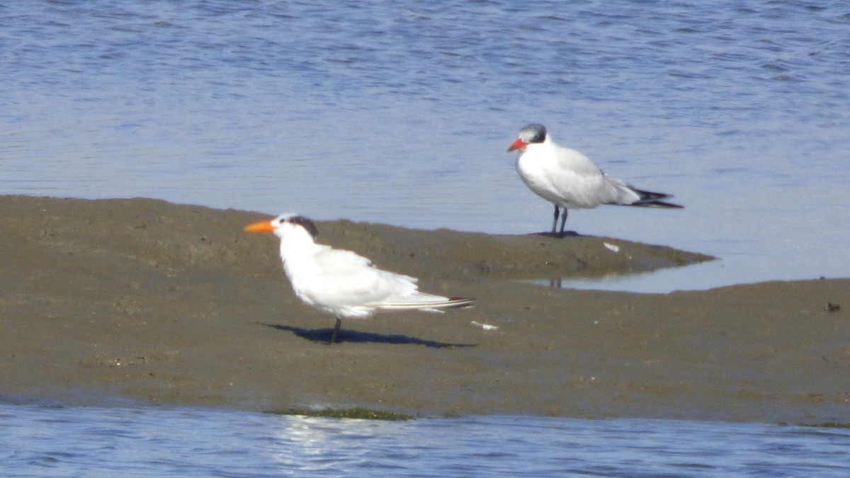 Royal Tern - ML646385575