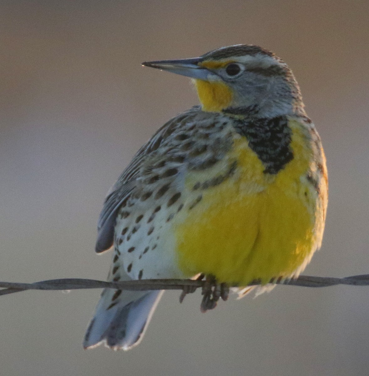 Western Meadowlark - ML646385576