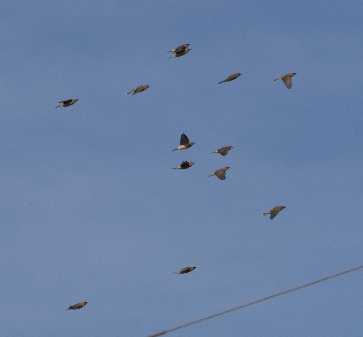 Cedar Waxwing - ML646385577