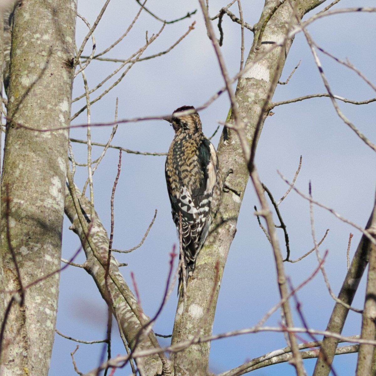 シルスイキツツキ - ML646385582