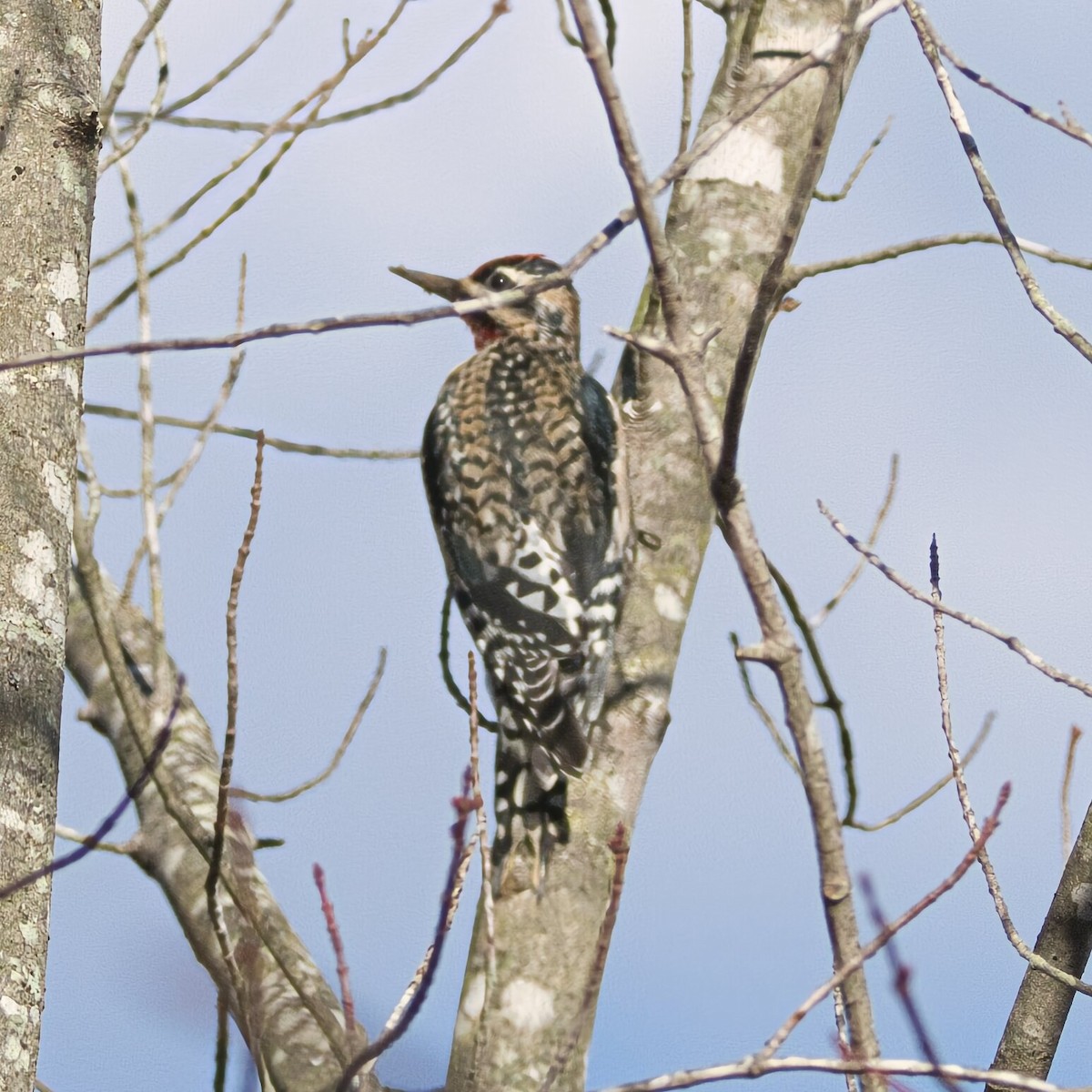 Yellow-bellied Sapsucker - ML646385583