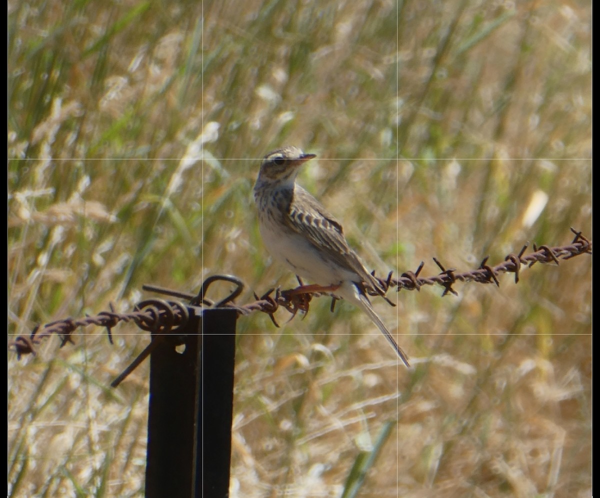 Australian Pipit - ML646385587