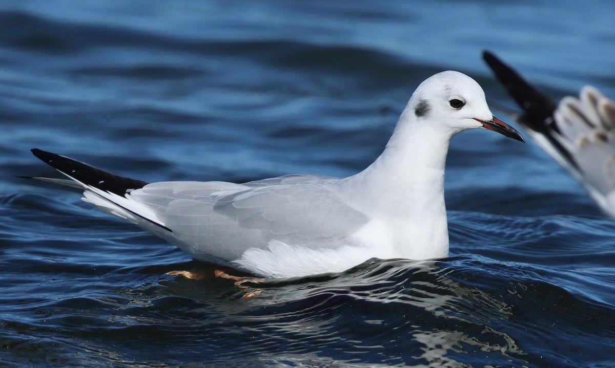 Bonaparte's Gull - ML646385593