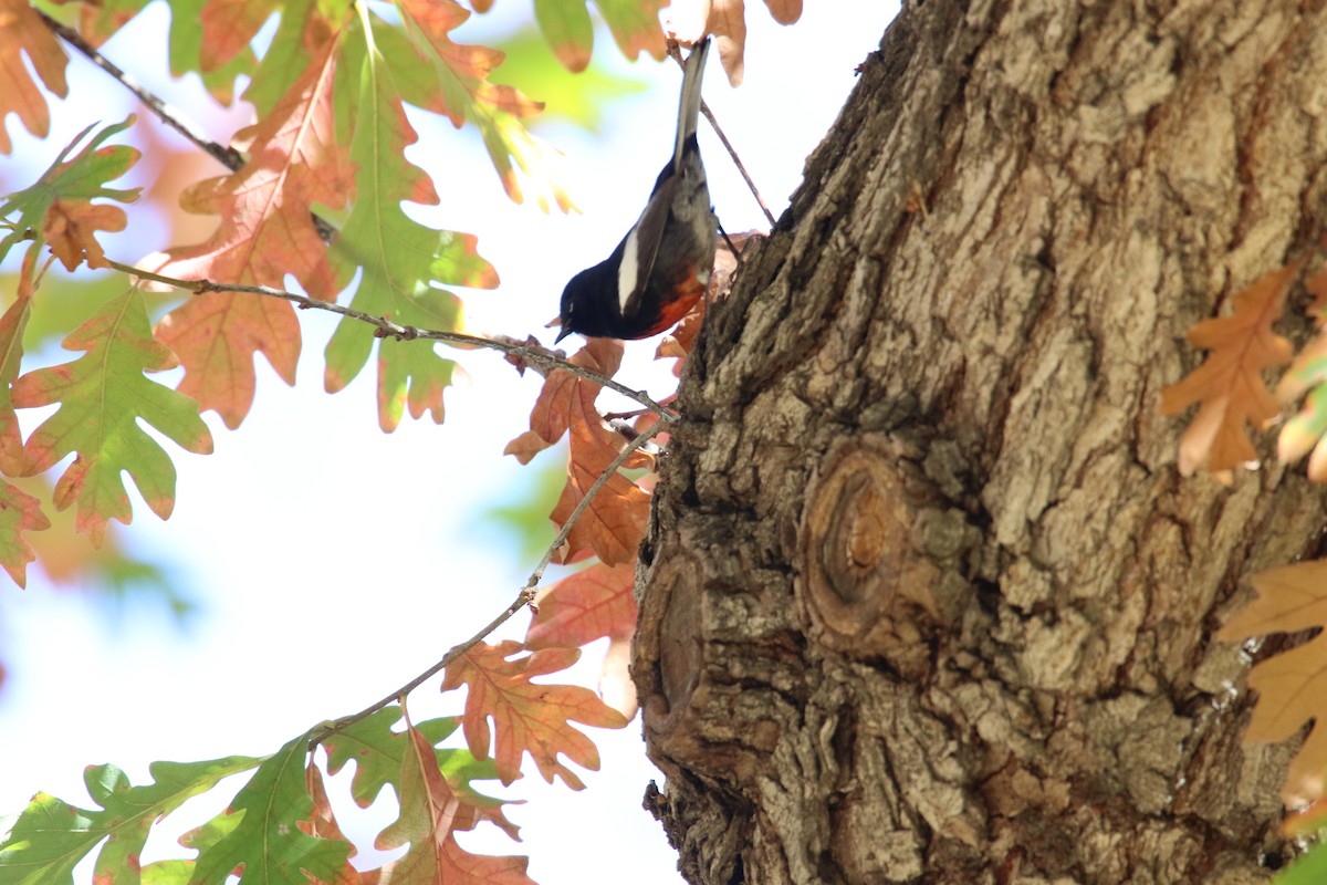 Painted Redstart - ML646385594