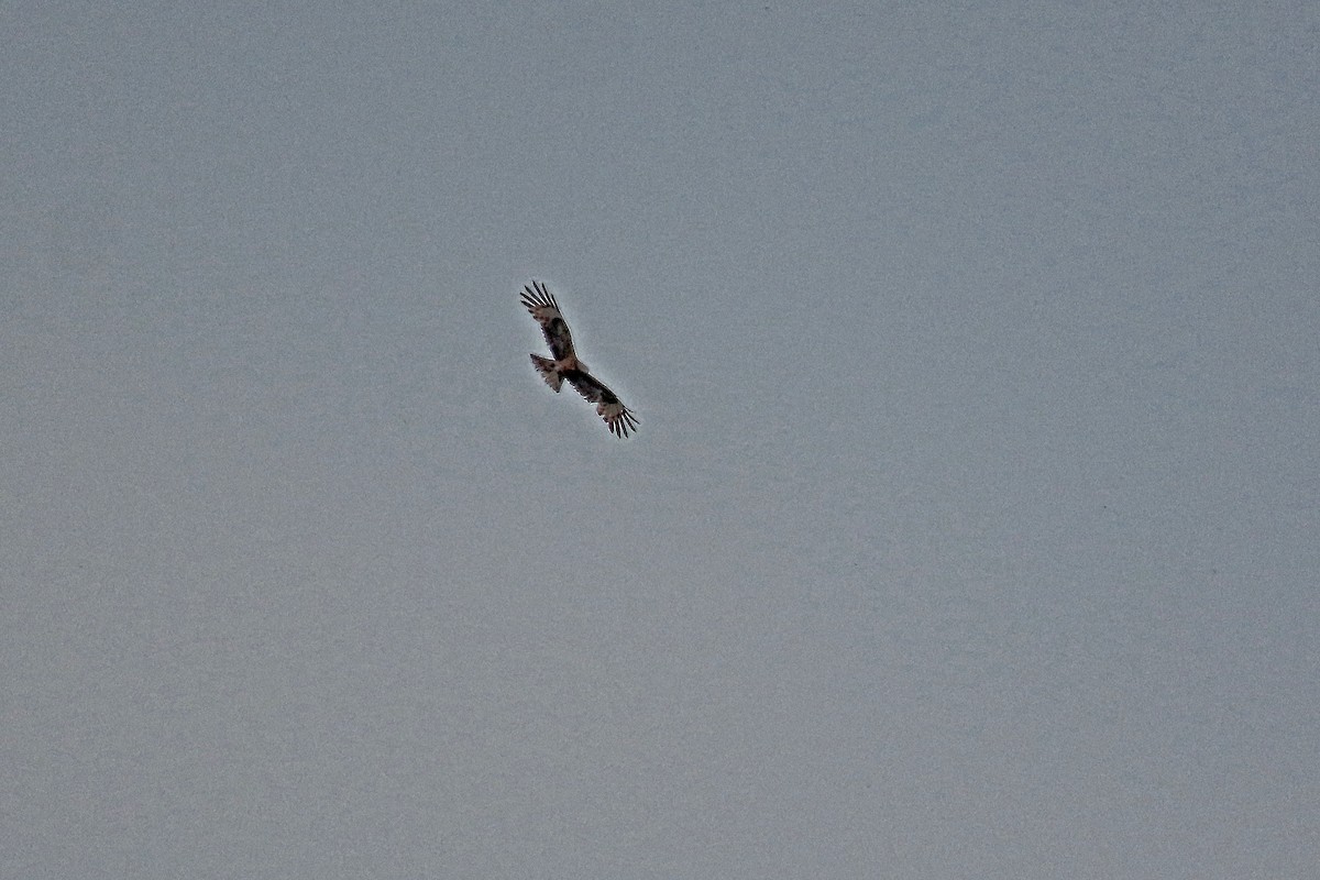 Square-tailed Kite - ML646385597