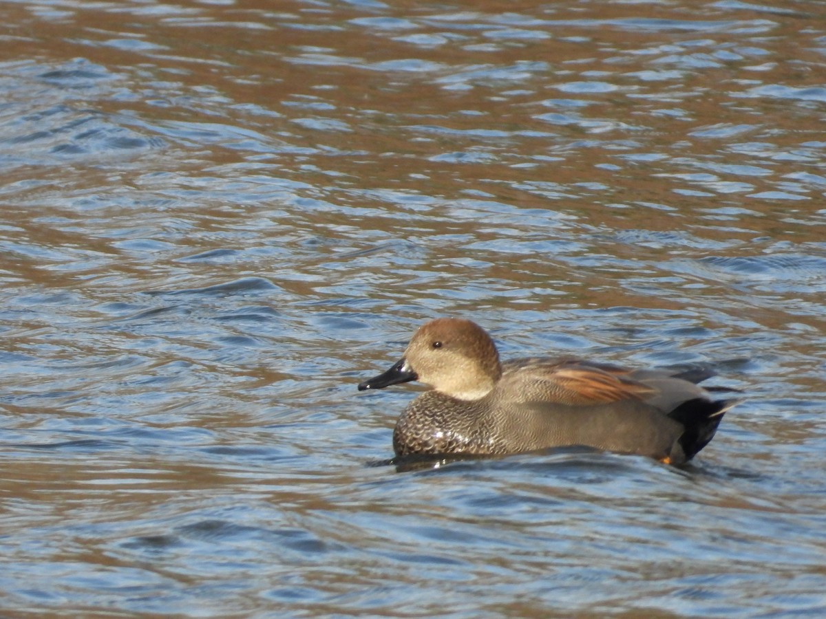 Gadwall - ML646385600