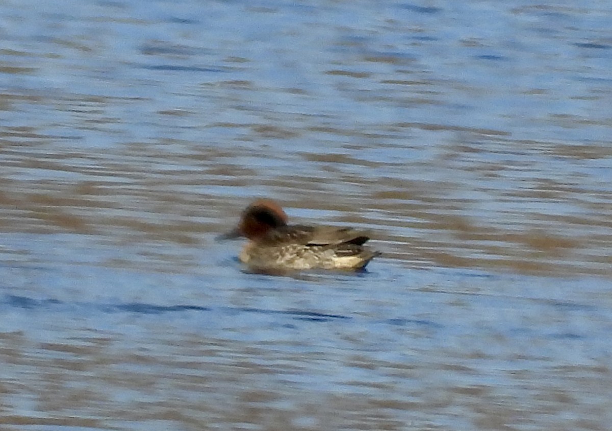 Green-winged Teal - ML646385601