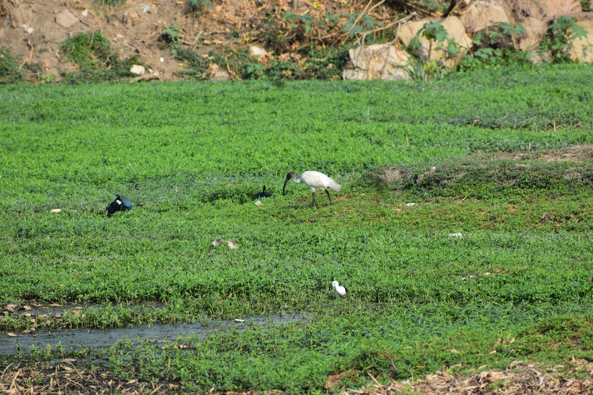 黑頭白䴉 - ML646385602