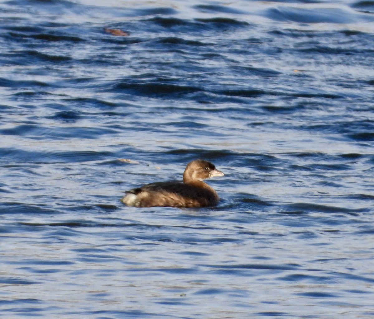 Pied-billed Grebe - ML646385603