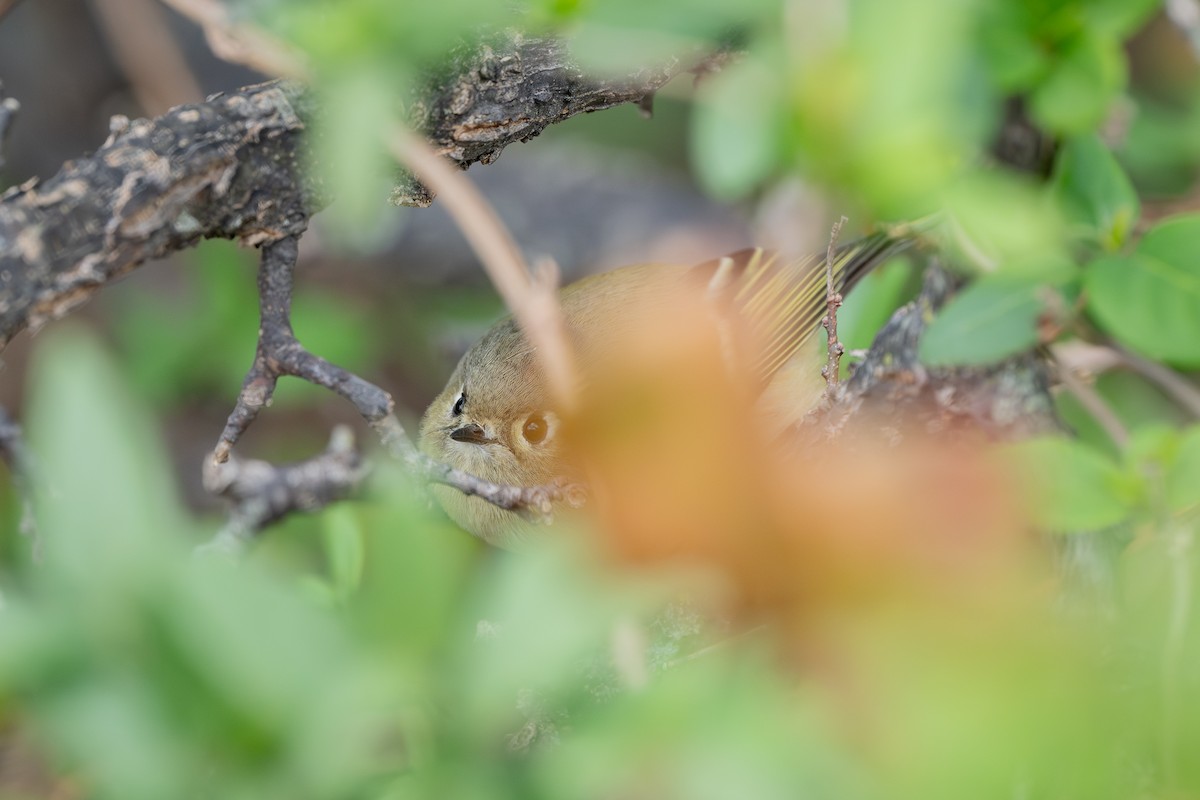 Ruby-crowned Kinglet - ML646385627