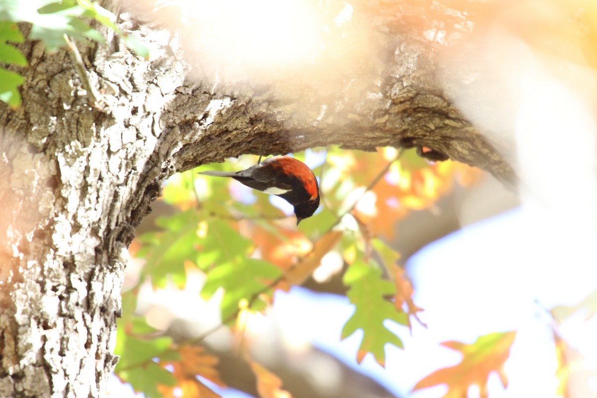 Painted Redstart - ML646385629
