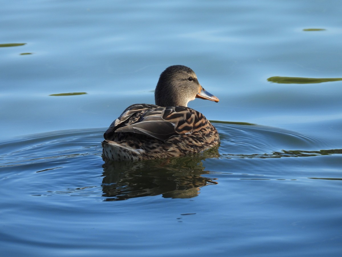 Mallard - ML646385630