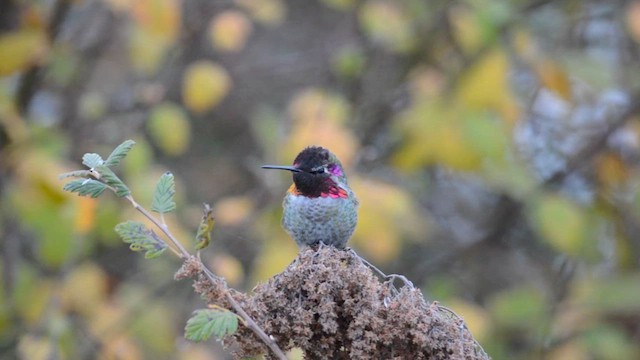 Anna's Hummingbird - ML646385631