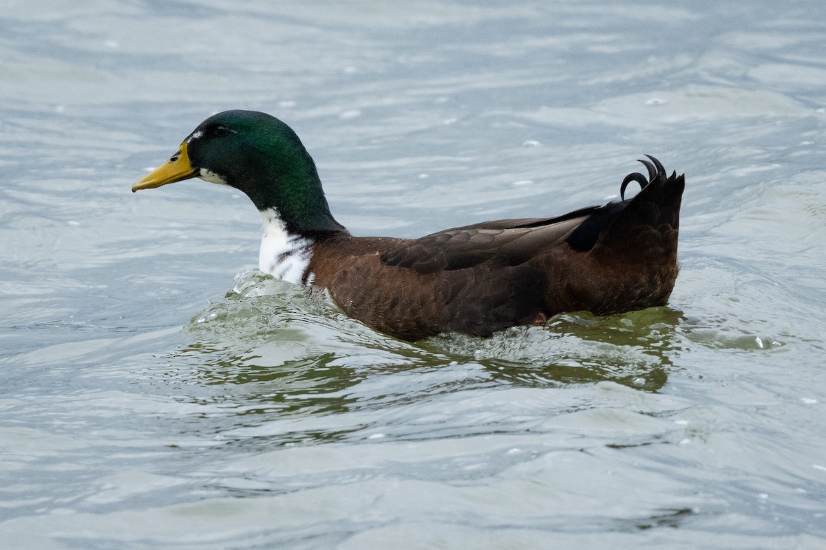 Mallard (Domestic type) - ML646385632