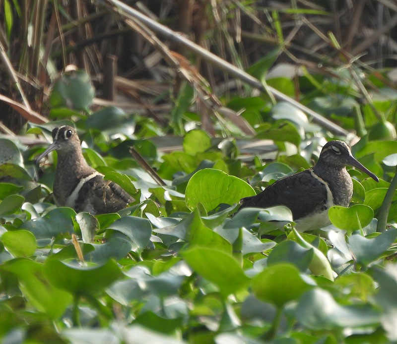Greater Painted-Snipe - ML646385633
