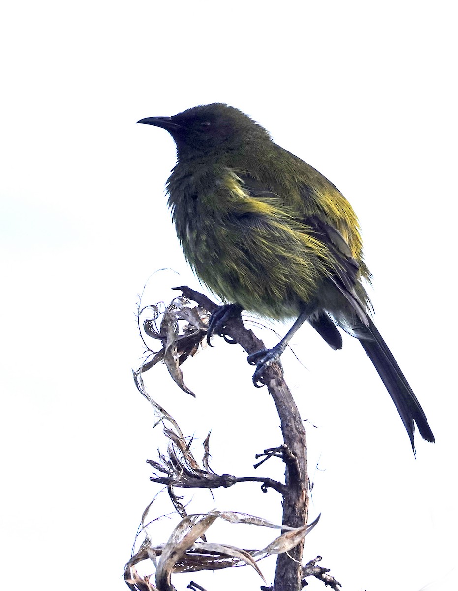 New Zealand Bellbird - ML646385634