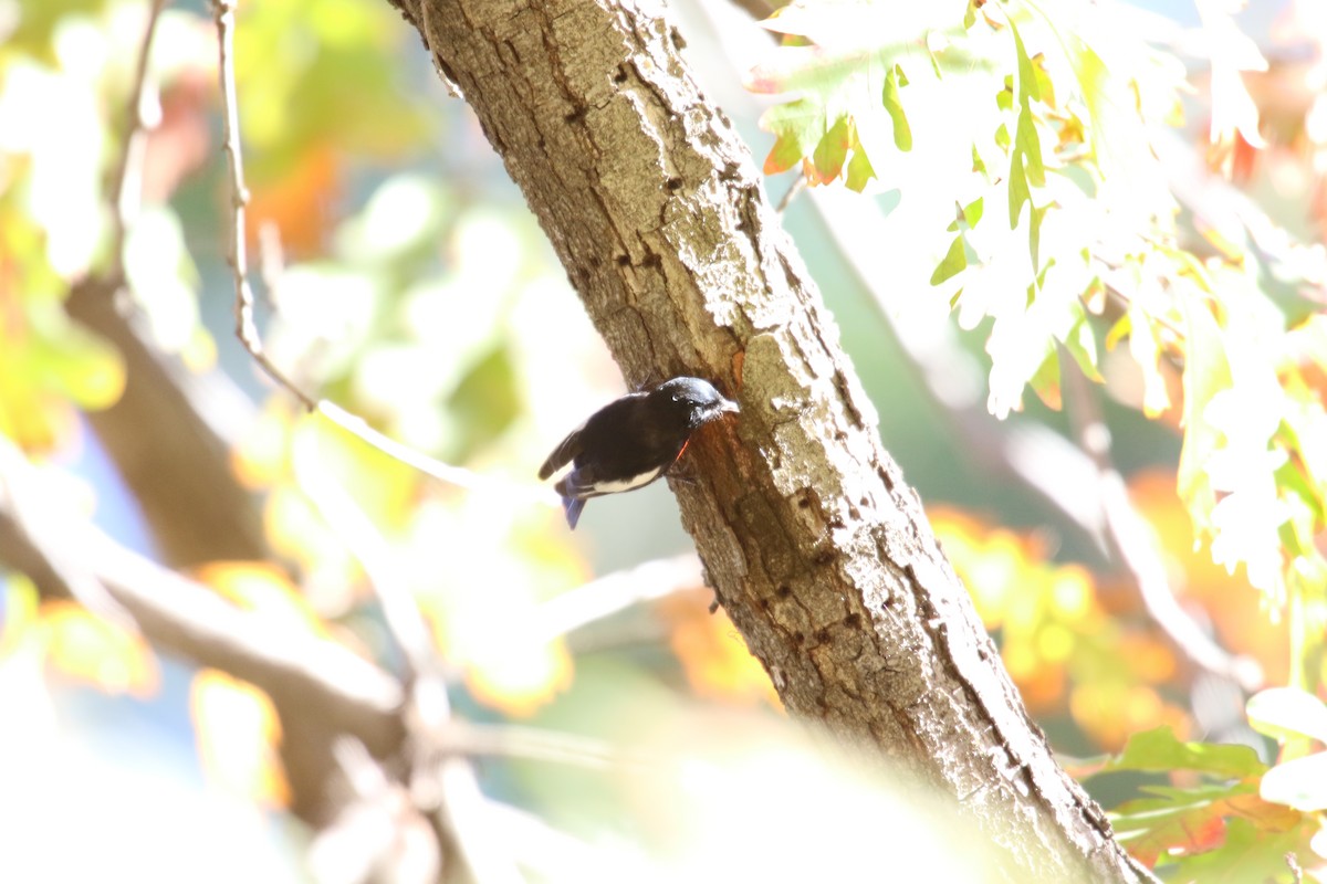 Painted Redstart - ML646385635