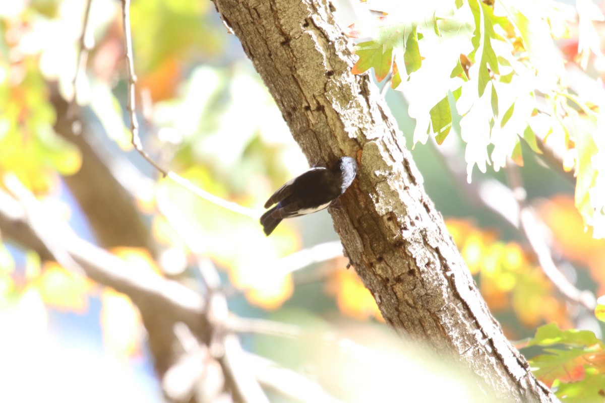 Painted Redstart - ML646385636