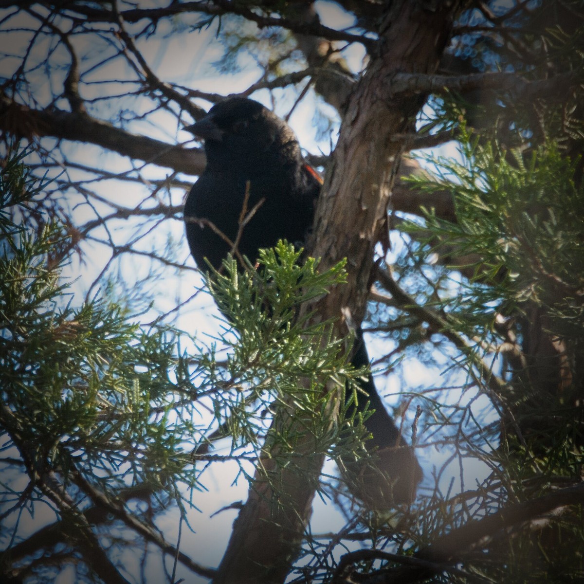 Red-winged Blackbird - ML646385637