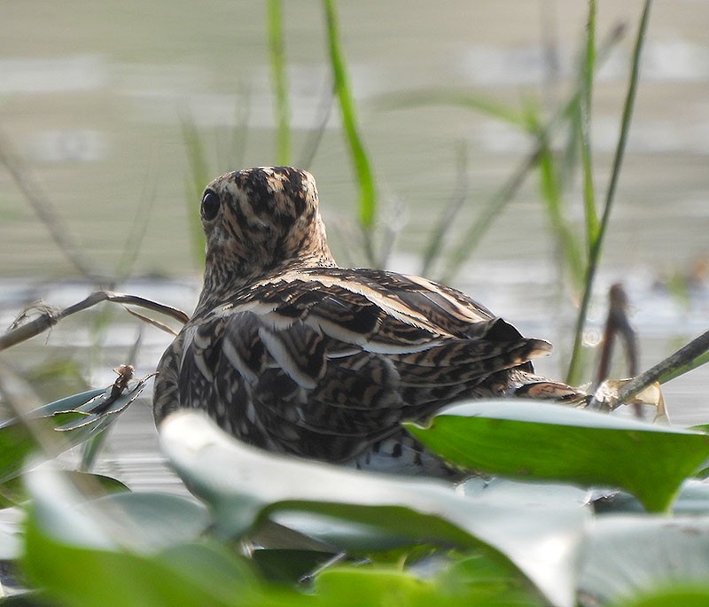 Common Snipe - ML646385638