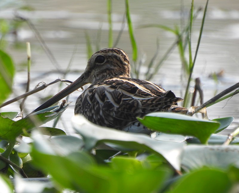Common Snipe - ML646385639