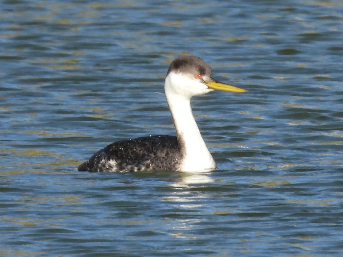 Western Grebe - ML646385640