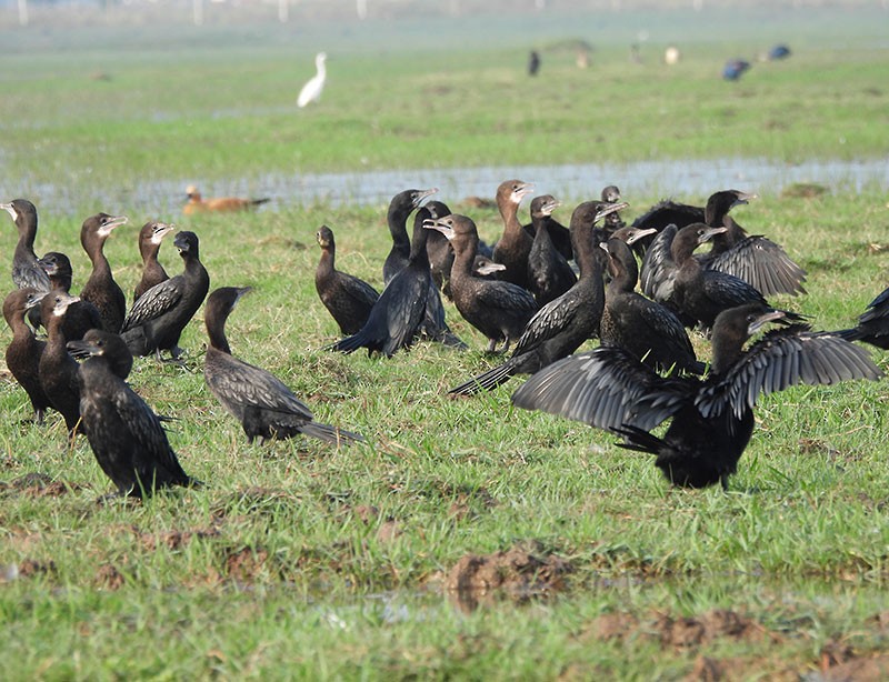 Little Cormorant - ML646385643