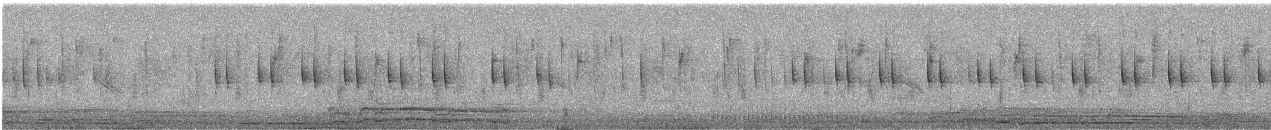 White-eared Hummingbird - ML646385646