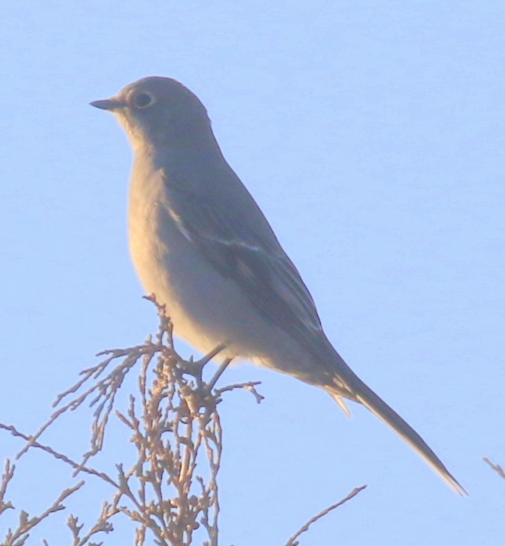Townsend's Solitaire - ML646385647